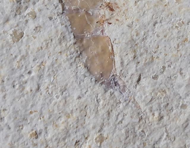 ? Acanthochirana sp. STRAND 1928 - Bild © FossNet FossilienStore
